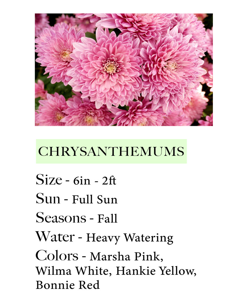 https://fortmyersgardenservice.com/wp-content/uploads/2022/09/chrysanthemums-1.jpg